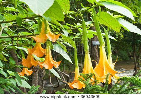 Closeup gele Datura bloem (brugmansia Versicolor)