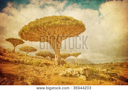 Imagem vintage de dragoeiros Dixam planalto, ilha de Socotorá, Iémen.
