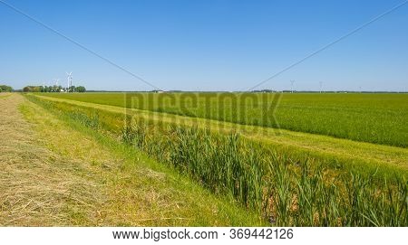 Green Wheat In An Agricultural Field In The Countruside In Sunlight Below A Blue Sky In Spring