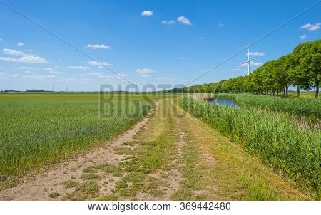 Green Wheat In An Agricultural Field In The Countruside In Sunlight Below A Blue Sky In Spring
