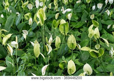 Spathiphyllum Cochlearispathum Is A Plant Species Of The Genus Spathiphyllum In The Family Araceae. 