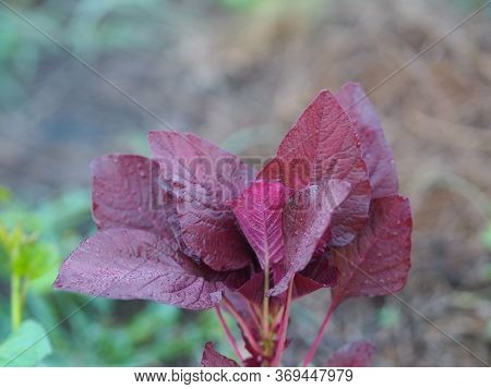 Spinach Amaranth Amaranthus Viridis Amaranthaceae Dubius Red Leaves Vegetable Blooming In Garden Nat