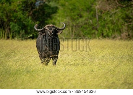 Cape Buffalo Stands Eating Grass Near Trees