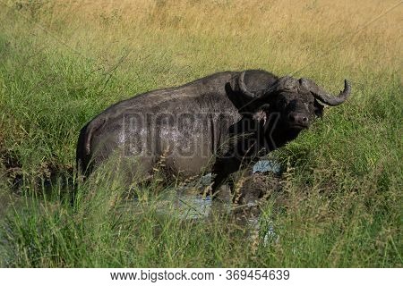 Cape Buffalo Stands In Muddy Water Hole