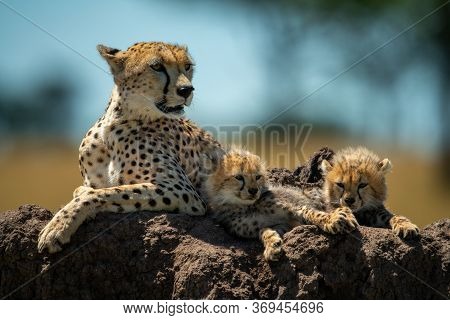 Cheetah And Cubs Lying On Termite Mound