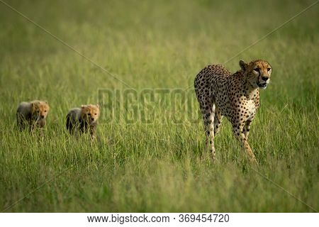 Cheetah Crosses Savannah Followed By Two Cubs