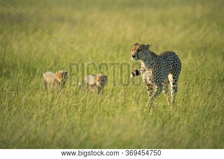 Cheetah Crossing Savannah In Sunshine With Cubs