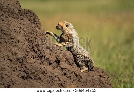 Cheetah Cub Climbs Up Sunny Termite Mound