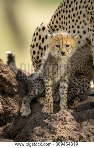Cheetah Cub Sits By Family On Mound