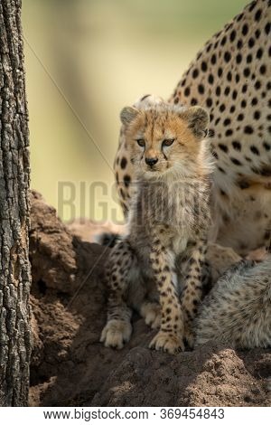 Cheetah Cub Sits With Family On Mound
