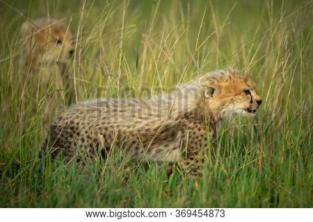 Cheetah Cub Stands In Grass Near Another