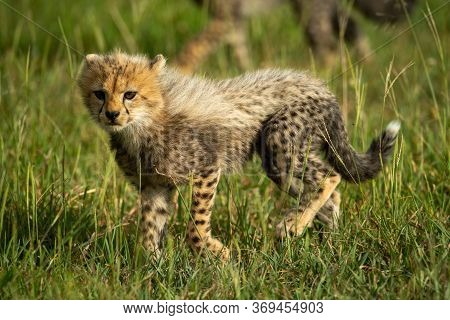 Cheetah Cub Walks Through Grass In Sunlight