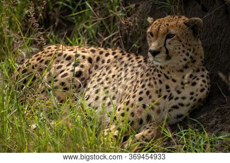 Cheetah Lies In Long Grass Against Bank