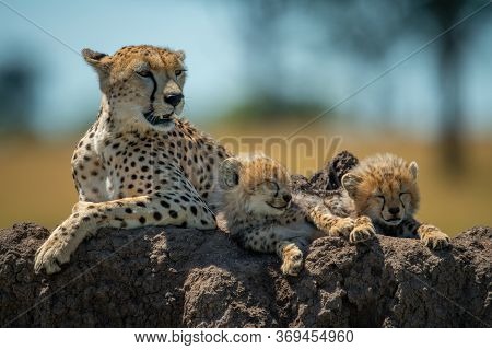 Cheetah Lies On Termite Mound By Cubs
