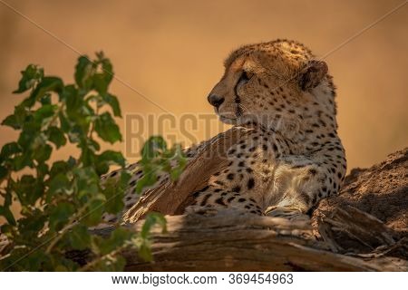 Cheetah Lies On Termite Mound By Plant