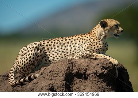 Cheetah Lies On Termite Mound In Profile