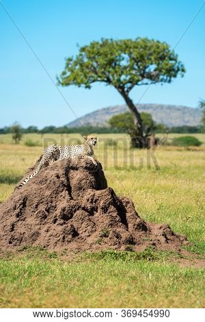 Cheetah Lies On Termite Mound Near Acacia