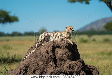 Cheetah Lies On Termite Mound In Sunshine