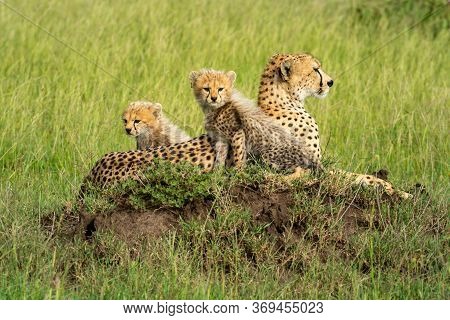 Cheetah Lies Upon Mound With Two Cubs