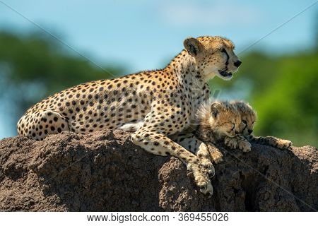 Cheetah Lying By Cubs On Termite Mound