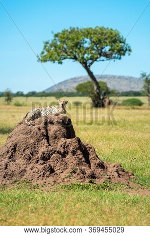 Cheetah Lying On Termite Mound Near Acacia