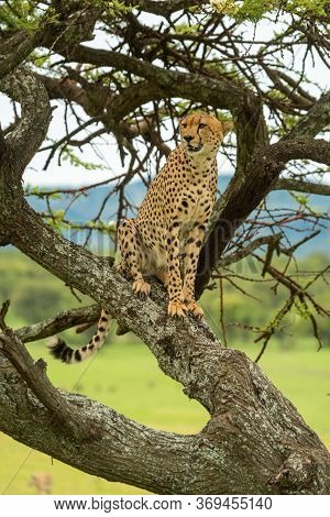 Cheetah Sits On Diagonal Branch Turning Head
