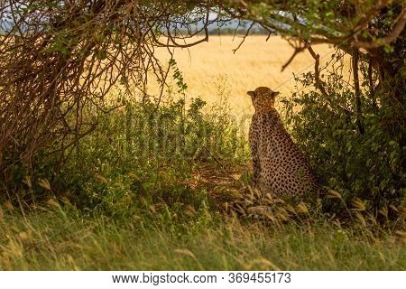 Cheetah Sits Watching Savannah Framed By Branches