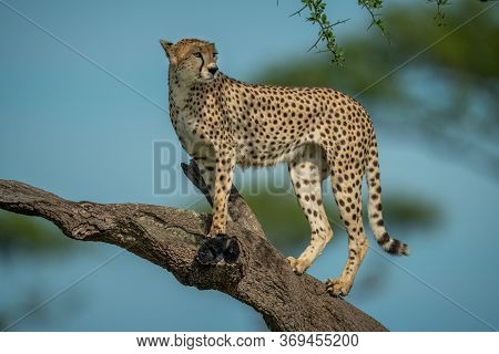 Cheetah Stands On Branch Turning Head Right