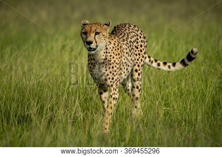 Cheetah Walks Towards Camera In Long Grass