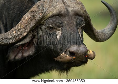 Close-up Of Cape Buffalo With Two Oxpeckers