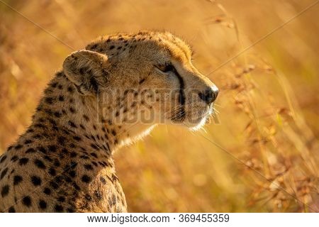 Close-up Of Backlit Cheetah Head And Shoulders