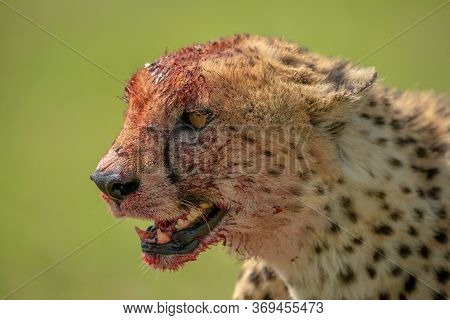 Close-up Of Bloody Cheetah With Green Background