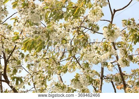 Concept - A Beautiful Cherry Flower. Cherry Blossoms, With A Branch On A Blue Background For The Spr