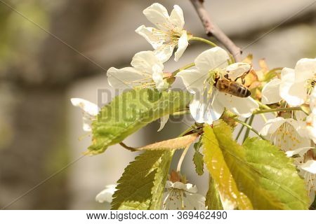 Concept - A Beautiful Cherry Flower. Cherry Blossoms, With A Branch On A Blue Background For The Spr