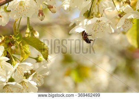 Concept - A Beautiful Cherry Flower. Cherry Blossoms, With A Branch On A Blue Background For The Spr