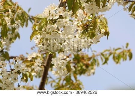 Concept - A Beautiful Cherry Flower. Cherry Blossoms, With A Branch On A Blue Background For The Spr