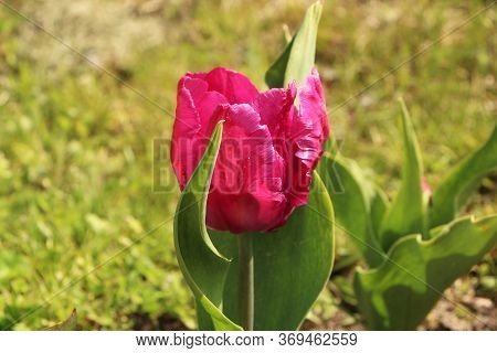 Closeup Of Bright Red Tulips With Green Leaves In The Garden. Beautiful Blossom In Spring Under The 