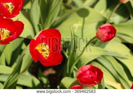 Closeup Of Bright Red Tulips With Green Leaves In The Garden. Beautiful Blossom In Spring Under The 