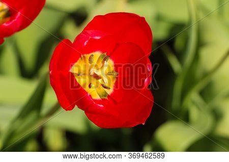 Closeup Of Bright Red Tulips With Green Leaves In The Garden. Beautiful Blossom In Spring Under The 