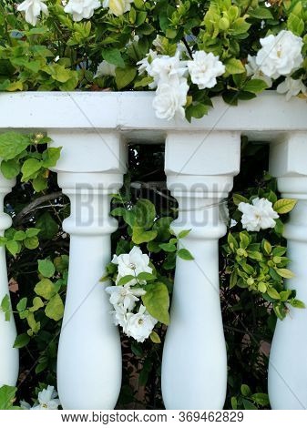Ballustrade In White Oleander Flowers Bushes Mediterranean Flora