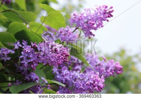 Big lilac branch bloom in garden. Bright blooms of spring lilacs bush. Spring blue lilac flowers close-up with drops of water after rain. Bouquet of purple flowers