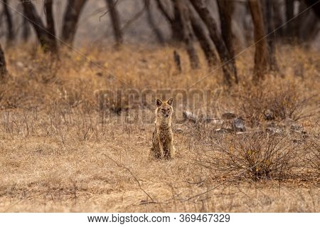 Indian Jackal Or Canis Aureus Indicus Subspecies Of Golden Jackal At Keoladeo National Park Or Bhara