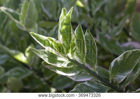 Slipper Flower, Redbird Cactus, Jew-bush, Zigzag Plant Or Euphorbia Tithymaloides Is A Thai Herb Wit
