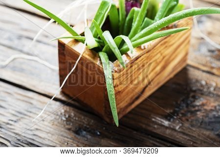 Fresh Spring Green Onion On Wooden Background - Selectie Focus Image