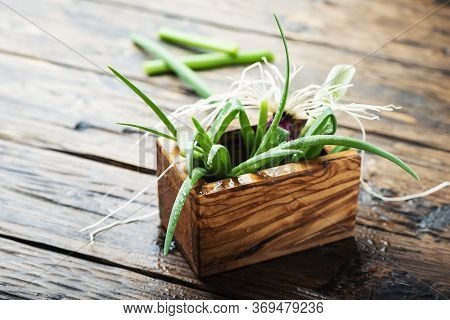 Fresh Spring Green Onion