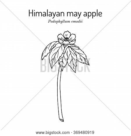 Himalayan May Apple Podophyllum Emodi , Medicinal Plant. Hand Drawn Botanical Vector Illustration