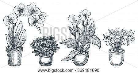 Home Flowers In Pots, Isolated On White Background. Vector Hand Drawn Sketch Illustration Of Potted