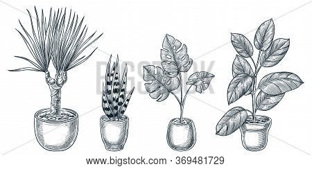 Home Plants In Pots. Vector Hand Drawn Sketch Illustration Of Potted Houseplants. House Room Decorat