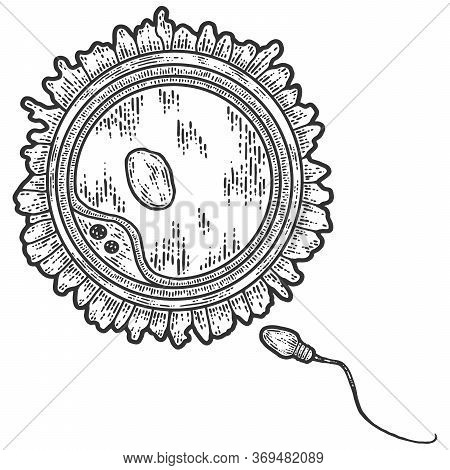 Seth Sperm And Egg. Sketch Scratch Board Imitation. Black And White, Engraving
