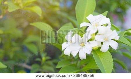 Prettyl White Fresh Pitals Of Orange Jessamine On Green Leaf Background Under Sunlight, Tropical Pla
